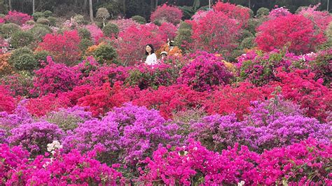 深圳蛇口有哪些花——與花卉種類之相關探討